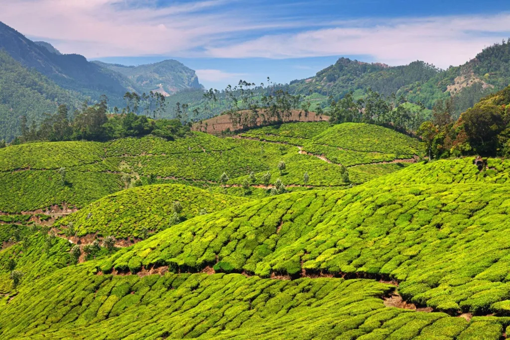 unsplash_Jqc2nOH3u3Y_Kerala.webp.jpg.jpg
