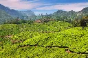 unsplash_Jqc2nOH3u3Y_Kerala.webp.jpg.jpg