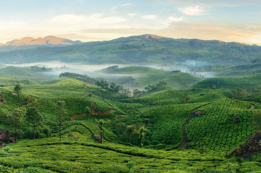 Kerala | Cochin | Munnar |Thekkady | Alleppey