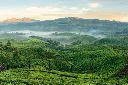 Kerala | Cochin | Munnar |Thekkady | Alleppey