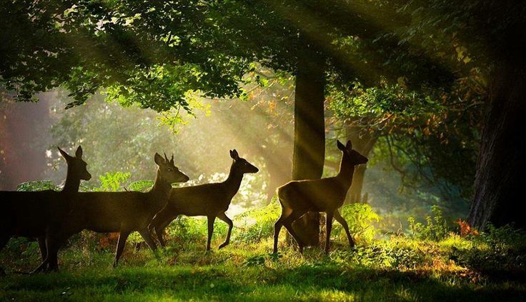 JIM CORBETT