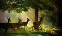 JIM CORBETT