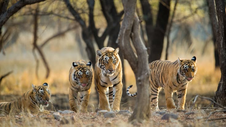 RAJASTHAN WILDLIFE TOUR