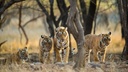 RAJASTHAN WILDLIFE TOUR