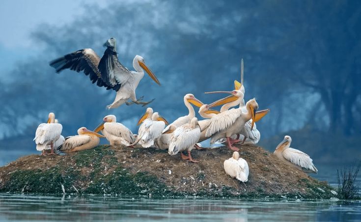 RAJASTHAN BIRDS TOUR